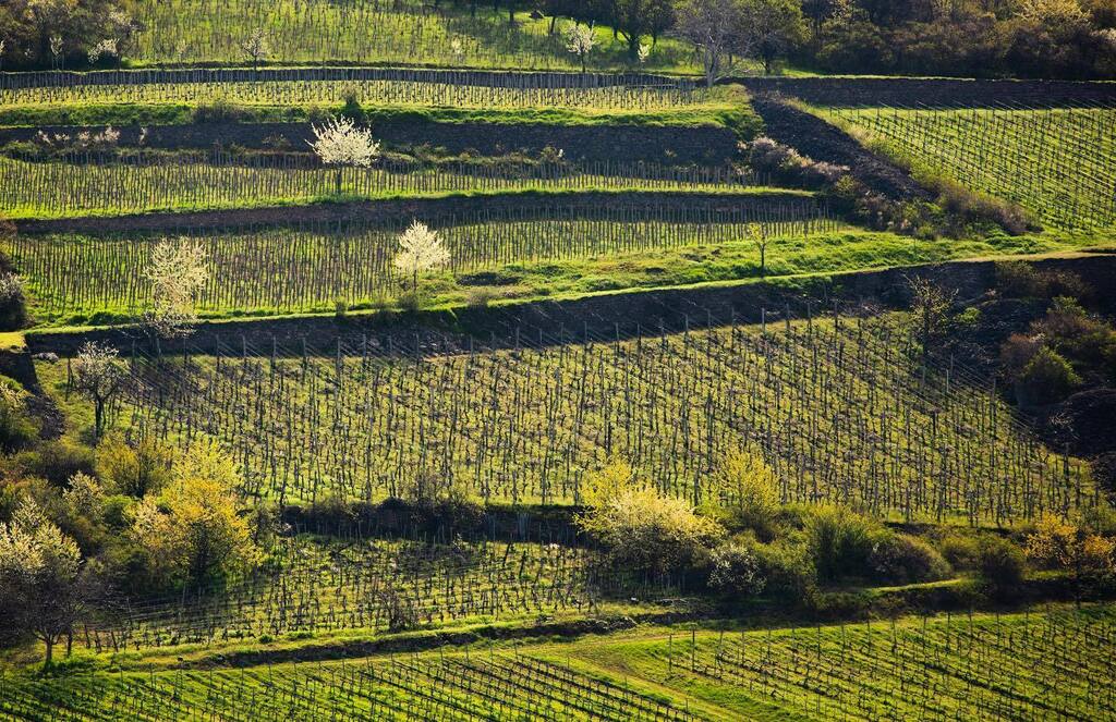 Egy két hete meg a mandulafa volt a úr a dűlőkben de most már a Pásztortáska a sötét nagyúr átvette az uralmat…

balassabor.hu

#tokajhegyalja #tokajwine #tokaj #tokajwineregion #tokaji #tokajiborvidék #tokajiborvidek #tokajiwine #tokajiaszu… instagr.am/p/CsSuXhwopEC/
