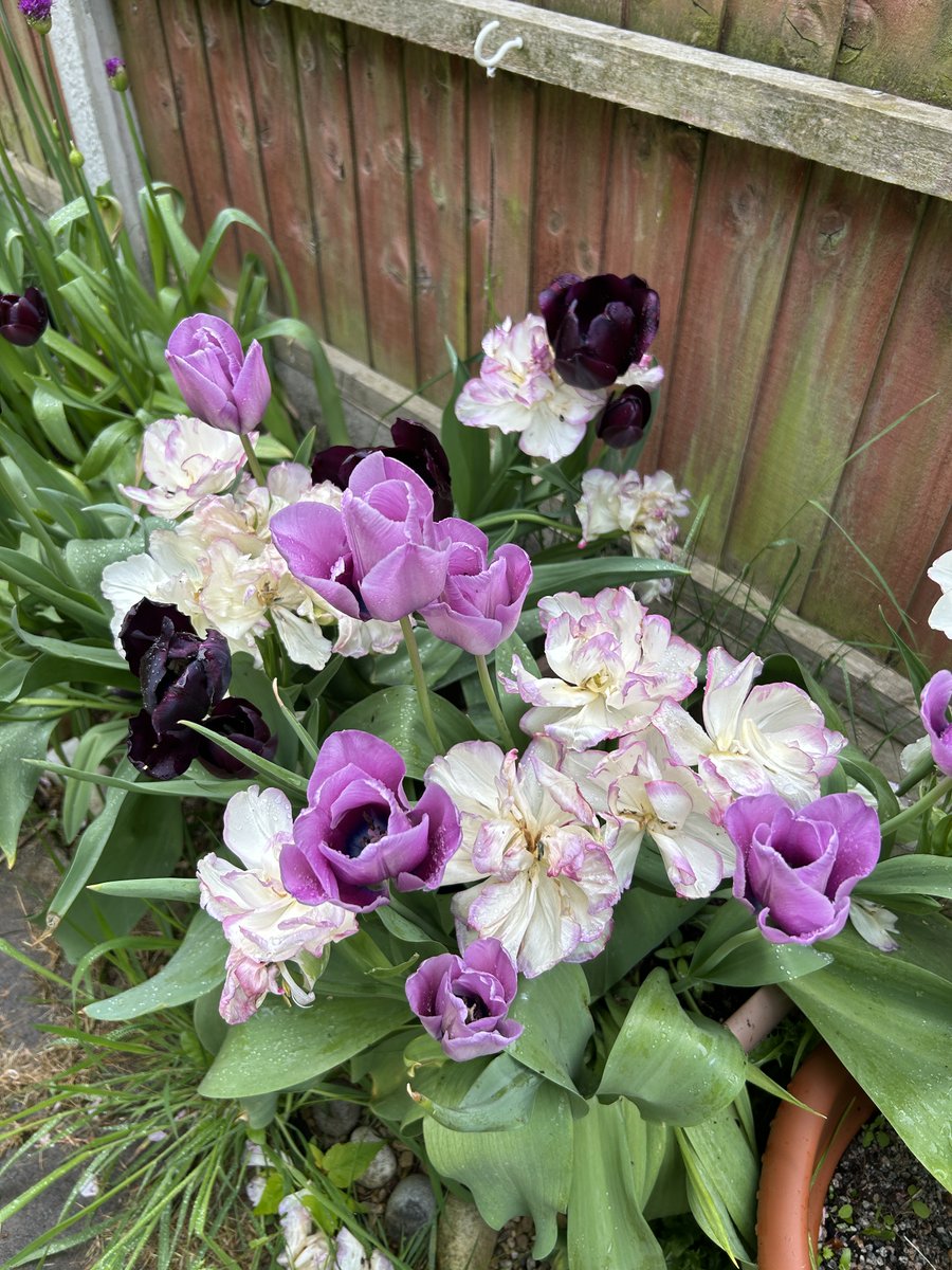 lis_garrett's tweet photo. @helen__carter A virtual bunch of flowers for you 😘 https://t.co/iOH20EirHS