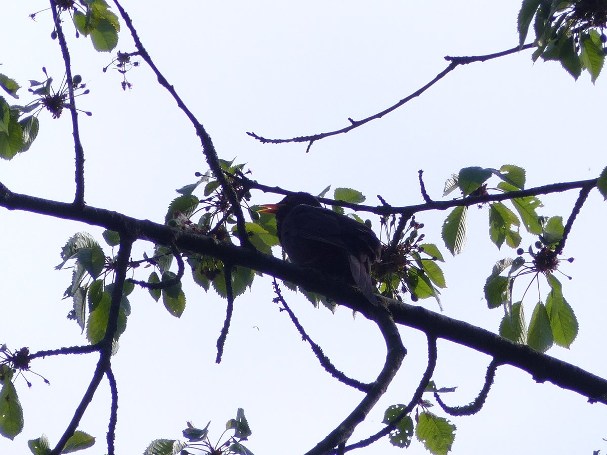 ARichter_moNKA's tweet photo. Diese #Amsel #Turdus merula sang fast wie eine #Singdrossel! Sie hatte mich echt verwirrt. Un #mirlo que cantaba casi como un zoral común. Me trajo realmente de cabeza. #vogelgesang #cantodeaves #birding #NaturePhotography https://t.co/5Wh4R0p6MK