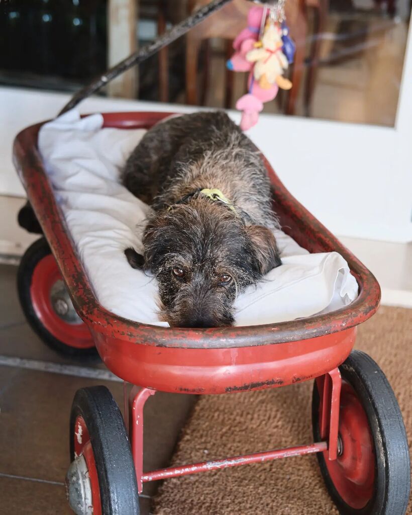 jjcano80's tweet image. That look!
.
.
.
#dog 
#doglover 
#color 
#streets_storytelling 
#streetphotography 
#fujifilmxt3 
#35mm 
#fbThat look!
.
.
.
#dog 
#doglover 
#color 
#streets_storytelling 
#streetphotography 
#fujifilmxt3 
#35mm 
#fb