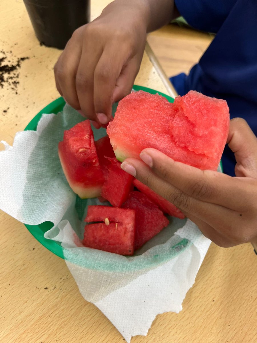 JESSJumeirahYr1's tweet photo. Y1 have been exploring plants in science this week, they got asked a question: can you grow a plant from a seed? The children loved exploring different fruits and finding the seeds to plant. #JESSJumScience #JESSJumCollaborative https://t.co/uUVnBK0ZNa