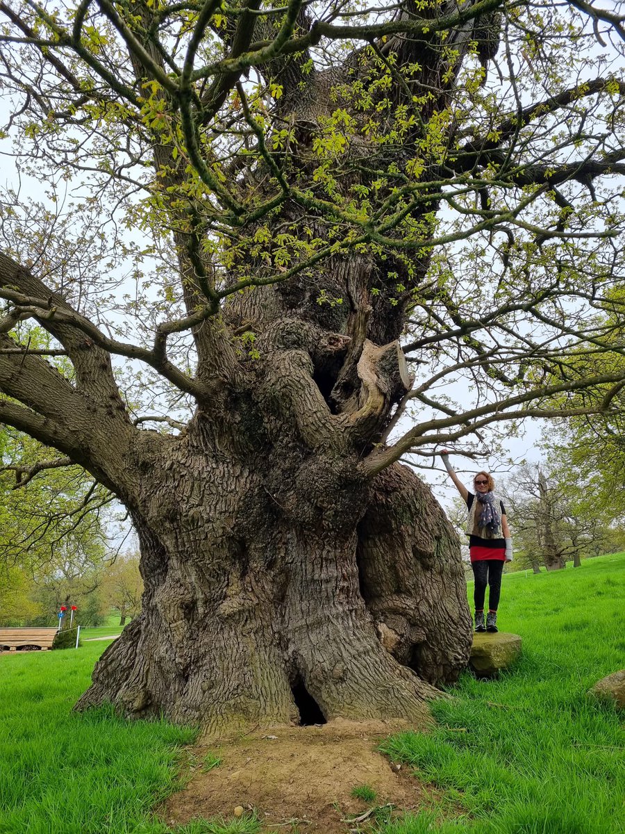 artypartyco's tweet image. Happy Treeusday peeps and happy #thicktrunktuesday 😊 just me &amp;amp; a tree at Chatsworth at usual!
This is a phenomenal ancient oak, with its own fairy portal and pathway! 🧚🏽‍♀️ #trees #tree #TreeClub #nature #outdoor #photograghy @tansyleemoir @keeper_of_books @arborsmarty @TreesPics
