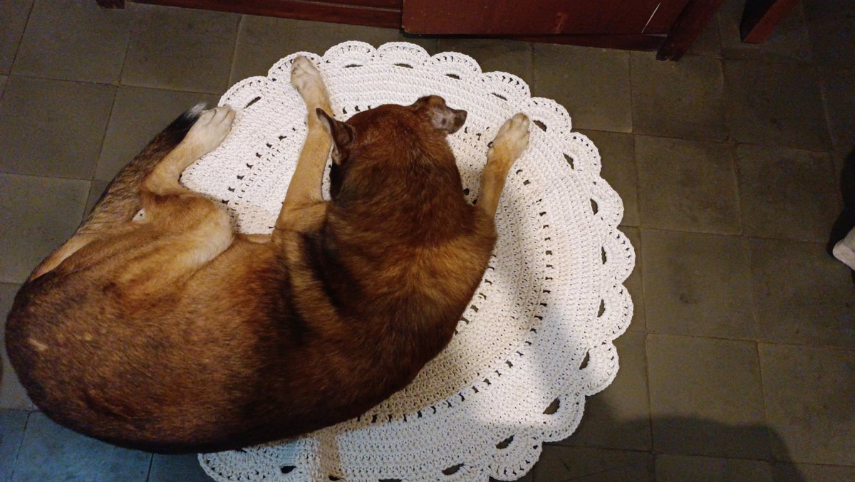m1ta's tweet photo. #crochet #crochetrugs  #dogs #merajut https://t.co/6v9XpzBga9