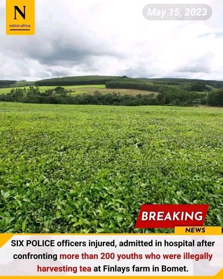 LennyBrighton1's tweet photo. What's happening at Brown Investment PLC formerly James Finlays Tea Co will only end when we sit down and agree on the balancing between mechanization and employment period! Meanwhile, the owners of the land(forefathers) decided to send the hailstones yesterday! https://t.co/ig7KVG3pbA