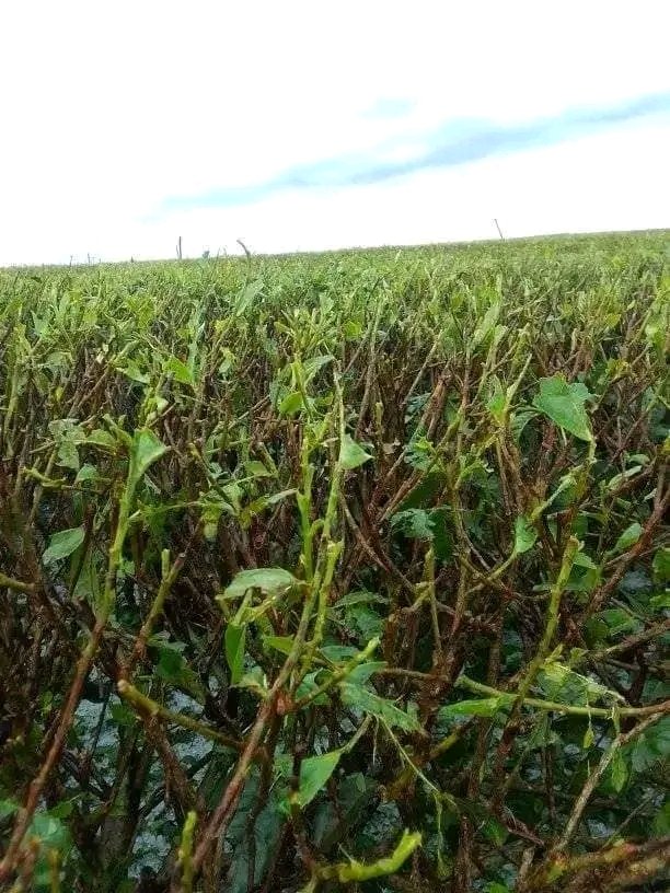 LennyBrighton1's tweet photo. What's happening at Brown Investment PLC formerly James Finlays Tea Co will only end when we sit down and agree on the balancing between mechanization and employment period! Meanwhile, the owners of the land(forefathers) decided to send the hailstones yesterday! https://t.co/ig7KVG3pbA