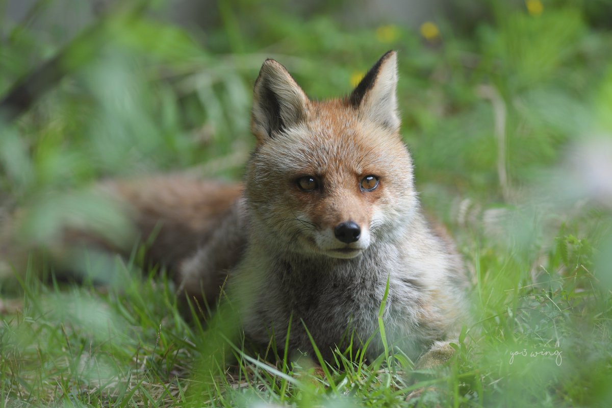 yo3_wing's tweet photo. 緑の中のボールくん🦊　

#平川動物公園 
#ホンドギツネ https://t.co/h9Iy3EtprD