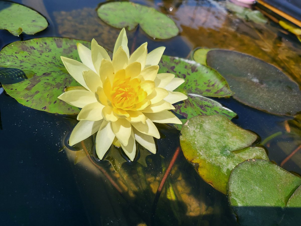 去年から始めた睡蓮。
今年も綺麗に咲いてくれました。