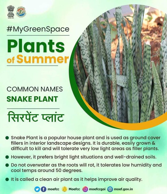 #MyGreenSpace #IYM2023  @IYM2023  @AgriGoI 
Plants of Summer
COMMON NAMES SNAKE PLANT
सिरपेंट प्लांट
@RailMinIndia @AshwiniVaishnaw @DarshanaJardosh @raosahebdanve  @DrmAjmer @drmbikaner @DRMJaipur @DRMJodhpurNWR