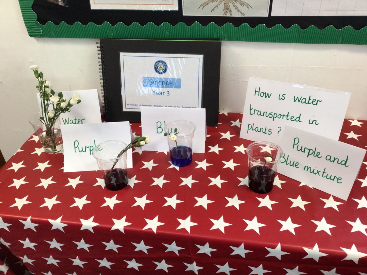 Today, we investigated how water is transported through plants. We can’t wait to see what happens.