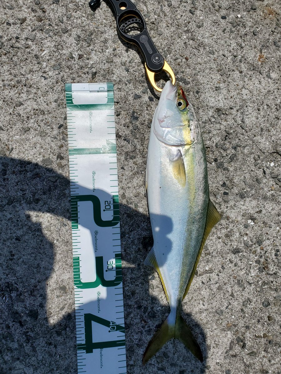 昼マズメに下津井の日サロに通いつめ、ようようと今年初青物🎣
46cmのハマチ⸜(*ˊᗜˋ*)⸝
元気なうちに海へお帰りいただきました^^