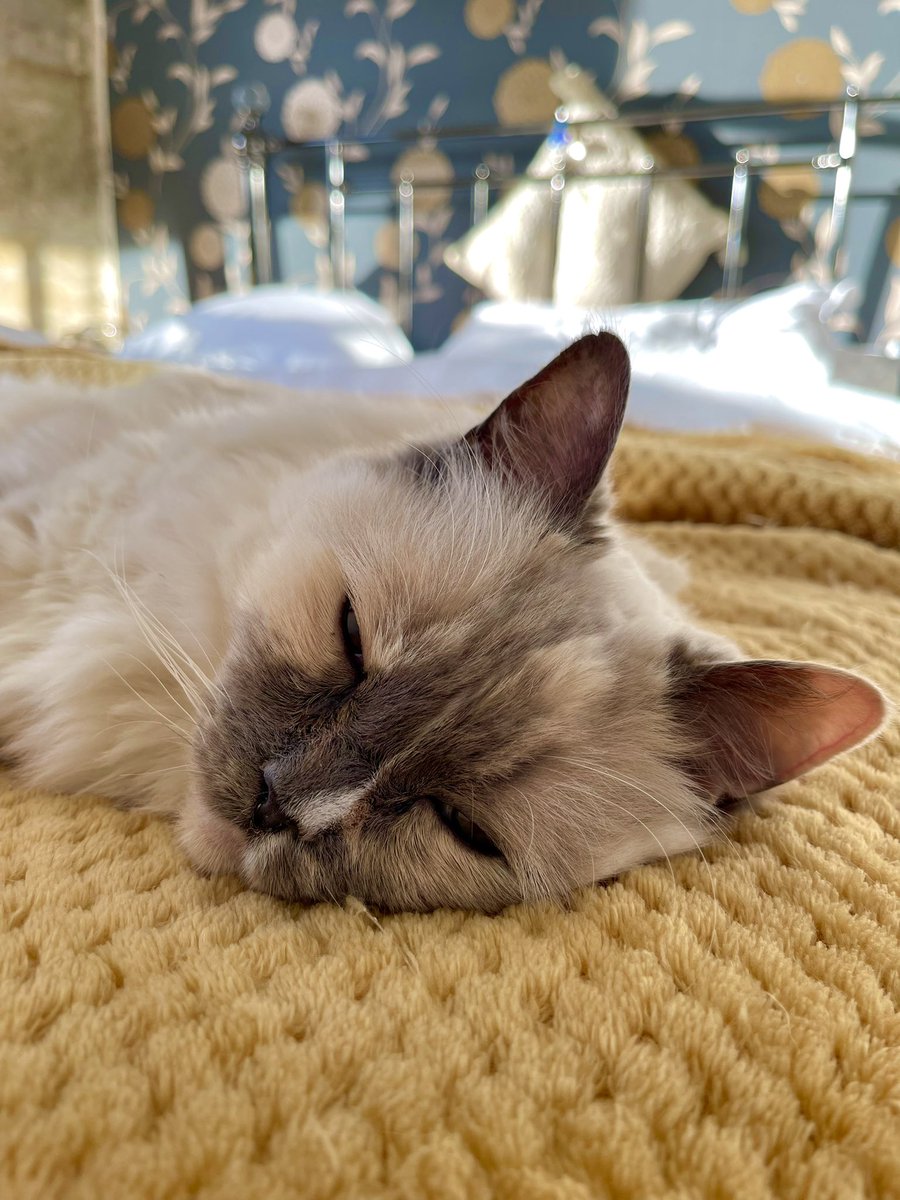 Betty_Boo_Kat's tweet image. Hi this is Princess Betty’s staff. 👨‍❤️‍👨  Sorry to report Betty is not well and whilst we are stressing waiting for blood test results, I’m sure she’d appreciate a big #pawcircle from the #CatsofTwitter as we are praying for a miracle ✨🙏😿🙏 Betty says Thank Mew efurrrybody 💖