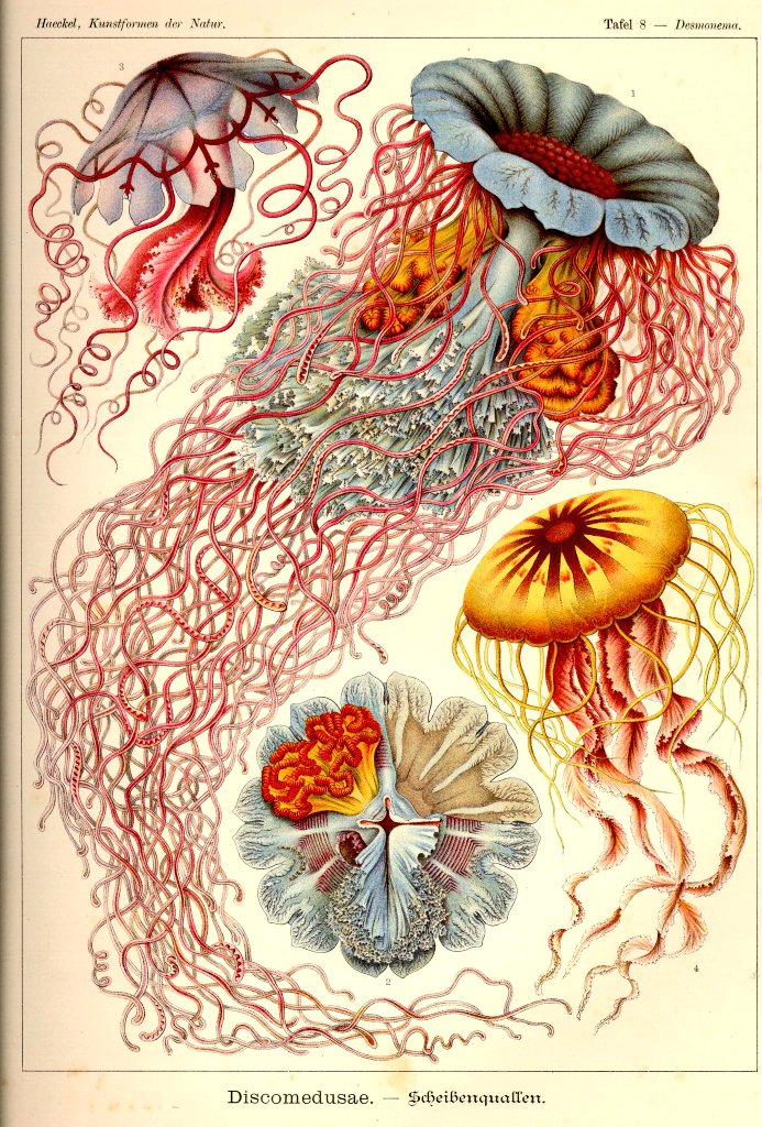 1/ Stunning high resolution illustrations by German biologist  and artist Ernst Haeckel (1834-1919) from his 1904 book 'Art forms in nature' (Kunstformen der Natur). These drawings of flora and fauna influenced the Art Nouveau movement. It's not hard to see why and how. A THREAD:
