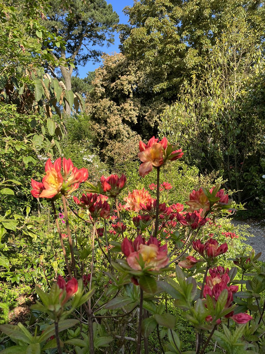 Trewithengarden's tweet photo. Morning with me on #mycommute to match the recent sunny spell is the “Hot” colours of Rhododendron ‘Drury Lane’ after all it is #rhododendronweek
@RCM_Group @The_RHS @CwllGardenSoc @PlantNetwork
#spring #flowers #hot #color #colour https://t.co/YHfScxvx3d