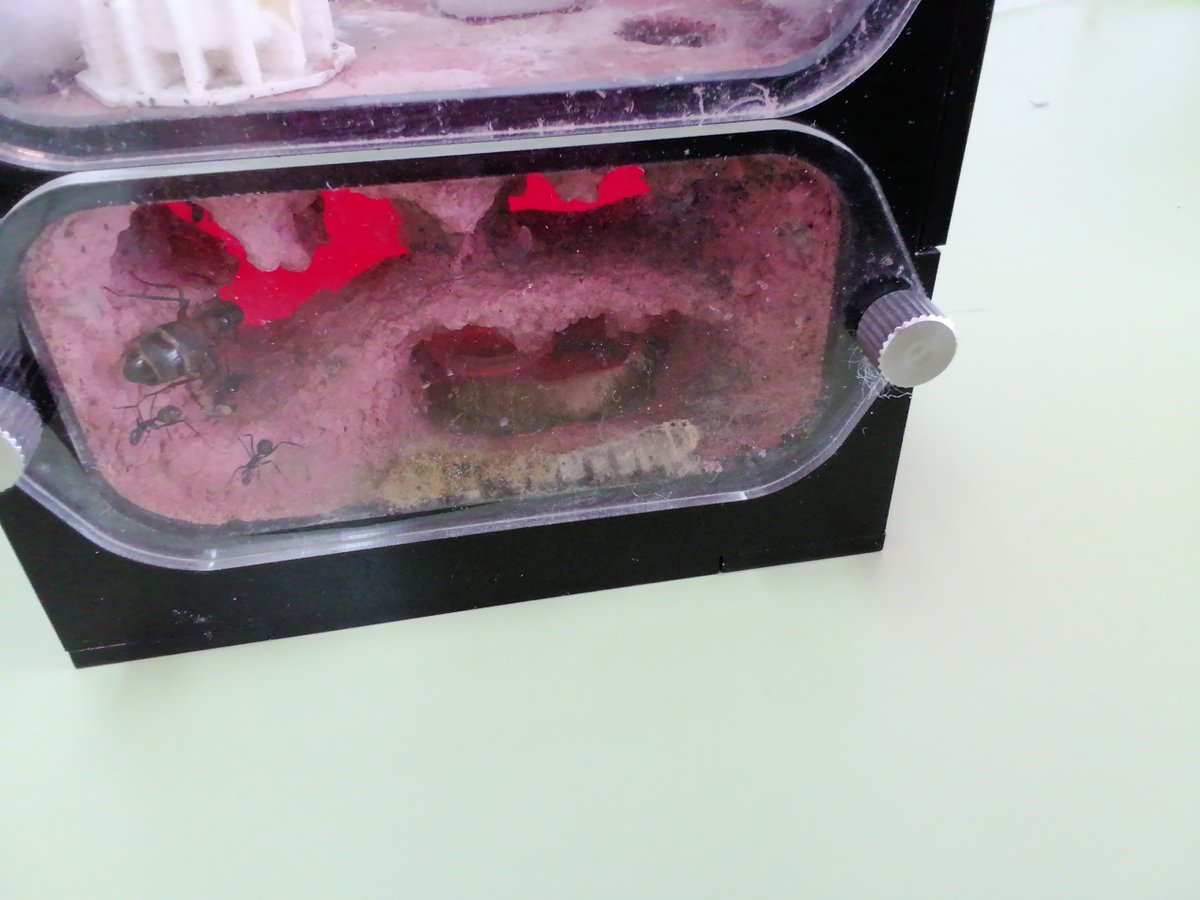 CEIPLAREDO's tweet photo. ๐ INFORME #formigueando 15-05-2023 :
- Especie investigada: Camponotus Cruentatus
- Curso Investigadora: 4ยบ EP
- Nยบ Colonia: 12 formigas.
#laredolab361 #clubciencialaredo
๐ Informes completos : https://t.co/ZirNtsggWi https://t.co/CrZOaNeZAE