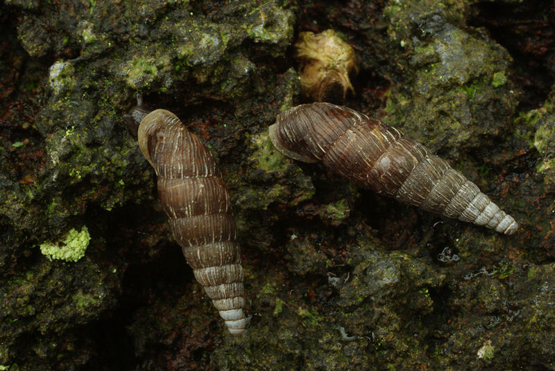 verborgennatuur's tweet photo. Ken jij de grote clausilia (Alinda biplicata) al? 👋

Dit #bodemdier staat ook wel bekend als de grote regenslak. Je herkent 'm aan zijn langgerekte (naar links draaiende) slakkenhuisje van zo’n 18 mm hoog. Dat is ongeveer net zo groot als een 10 eurocent-munt.

📸: Hans Adema https://t.co/Iwj9vzIPcv