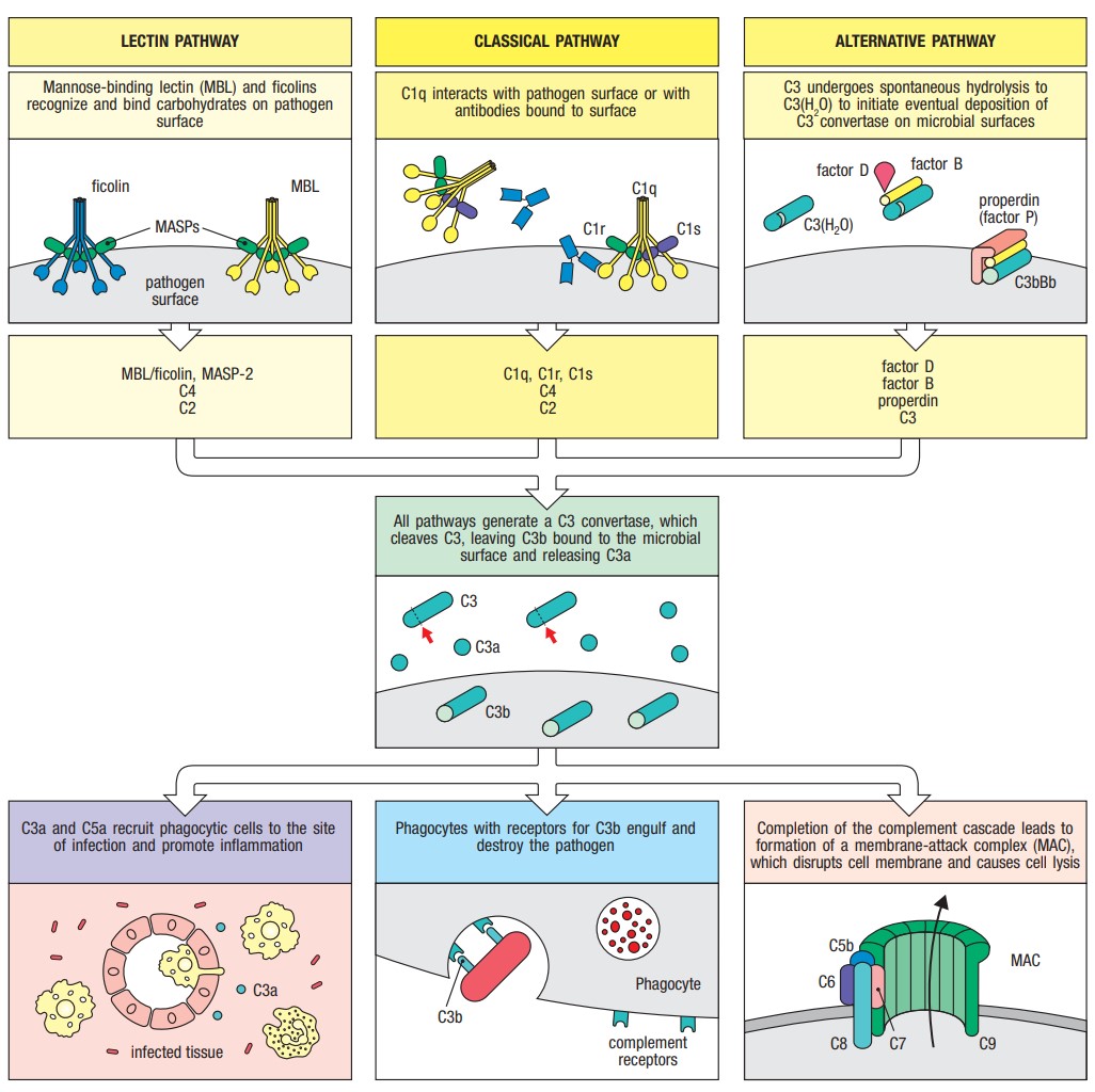 edgarvlermamd's tweet photo. Nice comprehensive review of the complement pathway (9th Edition)  #PathophysiologyPearls #Nephpearls https://t.co/yP6vHeXyrV