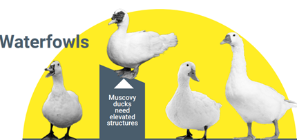 Animals_EFSA's tweet photo. Newly published @EFSA Scientific Opinion on #ducks #geese says “Waterfowls need a solid floor with litter and drainage floor around open water” #AnimalWelfare #Farm2Fork #Animals4EU 👉 https://t.co/sKzvuYRrqE  via @EFSA_EU https://t.co/3cZmYtvUFb