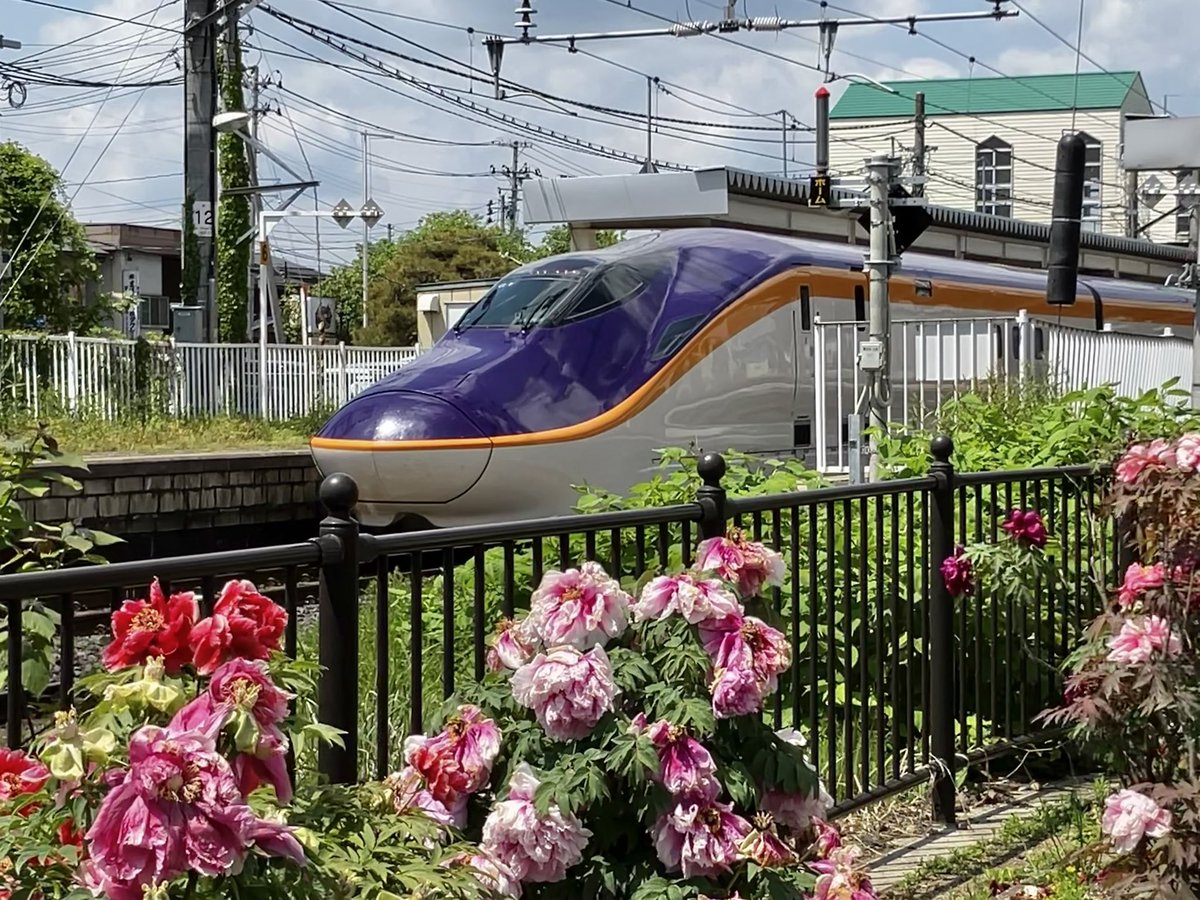 denshamamase's tweet photo. 5月16日　駅横の公園
お花越しのE8系はいかがですか？E8系はE3系のイケメン😎な感じと違って、可愛らしくてお花が似合いますね🌸 https://t.co/AQcptgmmaA