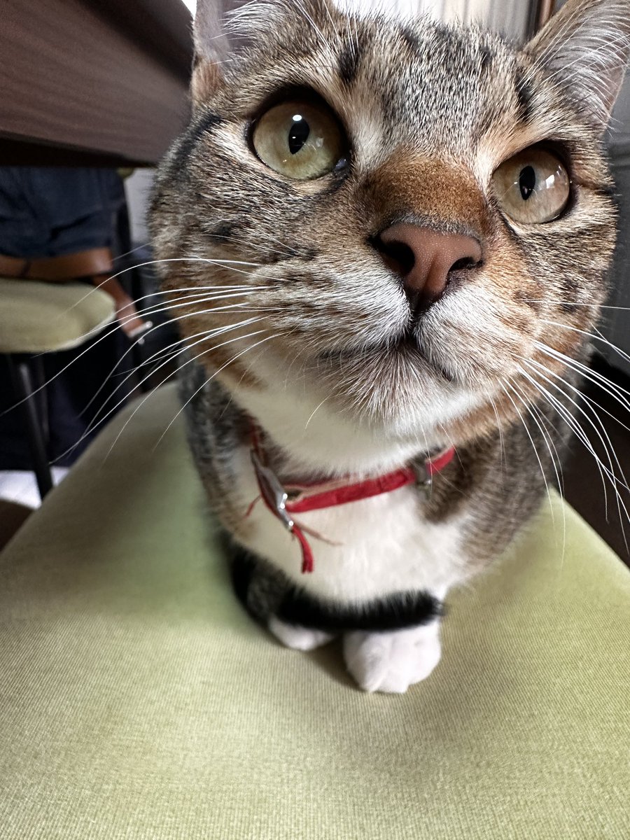 sinseisaint's tweet image. ＃今日のきなこ