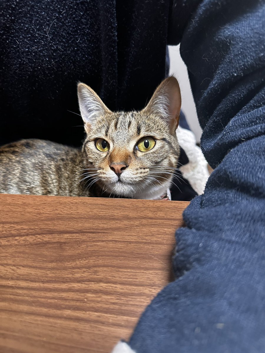 sinseisaint's tweet image. ＃今日のきなこ