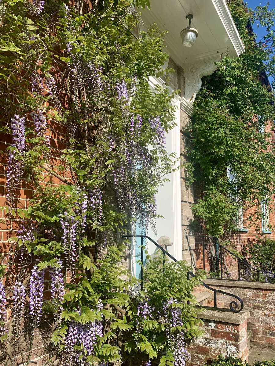 cavickhousefarm's tweet photo. It’s wisteria season here on the farm & it’s blooming just in time for our cafe & gift shop to reopen tomorrow!
#cavickhousefarm #wisteria #wisteriastyle #farmhousestyle #farmshop #norfolk #farmhousechic #wisterialove #oldfarmhouse #frontdoorsofinstagram #mayflowers https://t.co/VDFMHP4Sw9