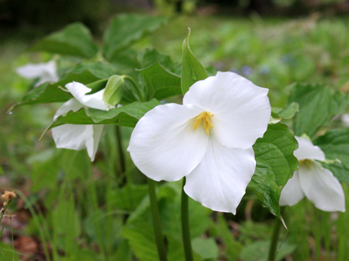 Shakopee West Middle School, MN #phenology

all about flowers, flowers, flowers
&amp; bugs, bugs bugs

cherry blossoms have lavishly burst into flowers &amp; sweet smells

in bloom: lilacs, hepatica, large white trillium

#kaxemorning
