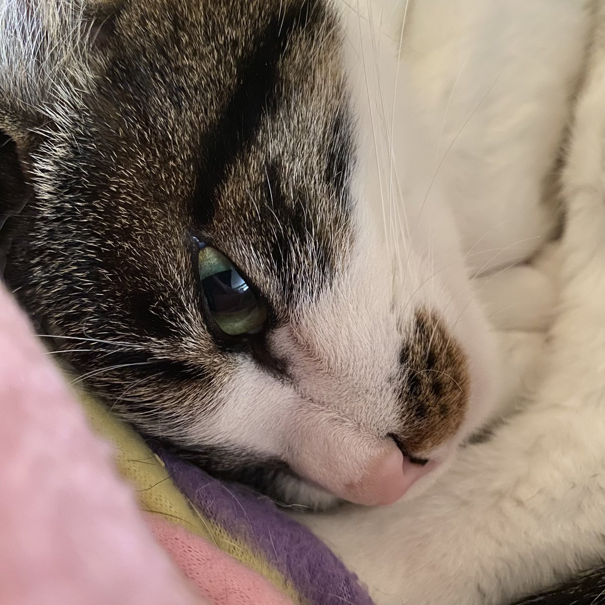 まどろんでて可愛い（親バカ） https://t.co/TrOCYHkjx4