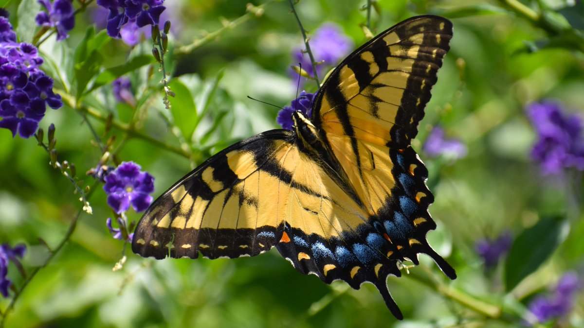 Kissimmee Wildlife on Twitter "Our neighborhood Eastern Tiger