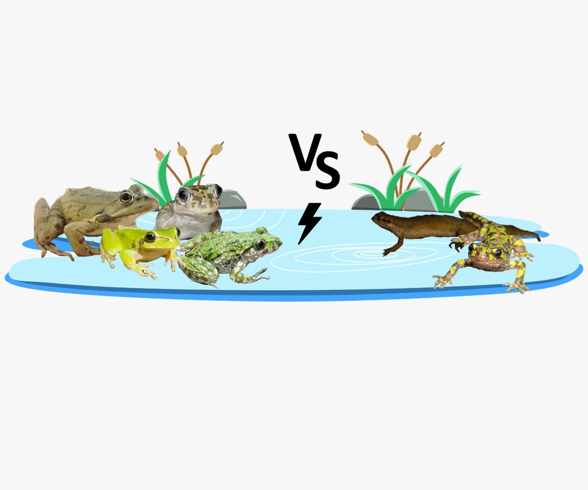 Léa Lorrain-Soligon (@lsoligon) on Twitter photo Spatio-temporal 🧭🕑 dynamics of salinity differentially affect anurans and caudates: our latest article on amphibians and salinity just published in Freshwater Biology 💧🧂
doi.org/10.1111/fwb.14…
<a href="/Ecophy_CEBC/">Ecophy</a> <a href="/CEBC_ChizeLab/">CEBC/ChizéLab</a> <a href="/UnivLaRochelle/">La Rochelle Université</a> @INEE_CNRS
#freshwater #salt #pond Spatio-temporal 🧭🕑 dynamics of salinity differentially affect anurans and caudates: our latest article on amphibians and salinity just published in Freshwater Biology 💧🧂
doi.org/10.1111/fwb.14…
<a href="/Ecophy_CEBC/">Ecophy</a> <a href="/CEBC_ChizeLab/">CEBC/ChizéLab</a> <a href="/UnivLaRochelle/">La Rochelle Université</a> @INEE_CNRS
#freshwater #salt #pond