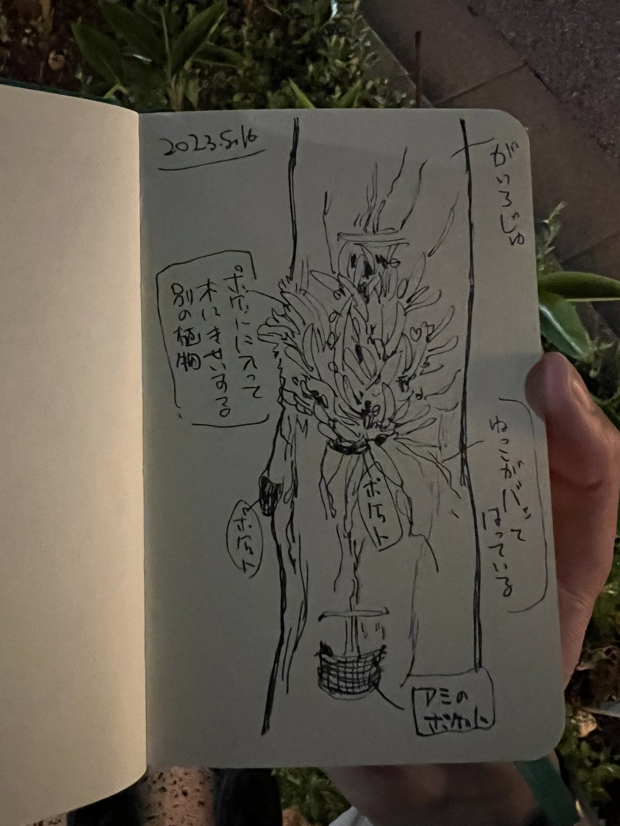 みたことない街路樹が多くて寄り道しながら宿に来た。