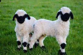 claireyael's tweet photo. I understand these are real sheep but they have such a sweet yet looming presence to them as if they’re some sort of guardian angels https://t.co/TkVNy3JWrA