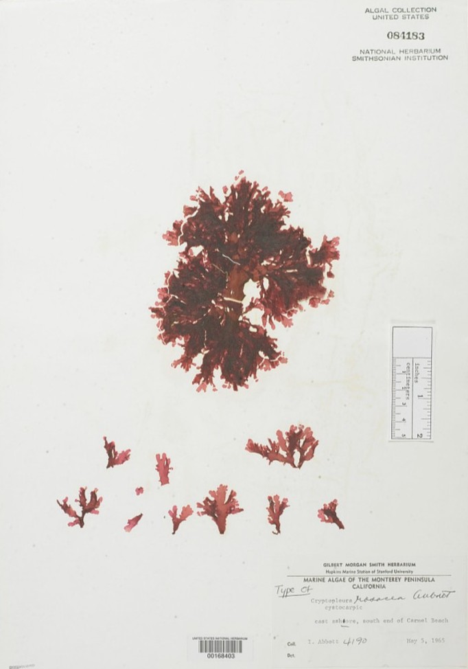 Marine botanist Isabella Aiona Abbot collected this red algae specimen, now in the collections of @NMNH. 

Abbot used both scientific research and Native Hawaiian knowledge to expand understanding of seaweed and algae: s.si.edu/42lw6dF

#SmithsonianAANHPI