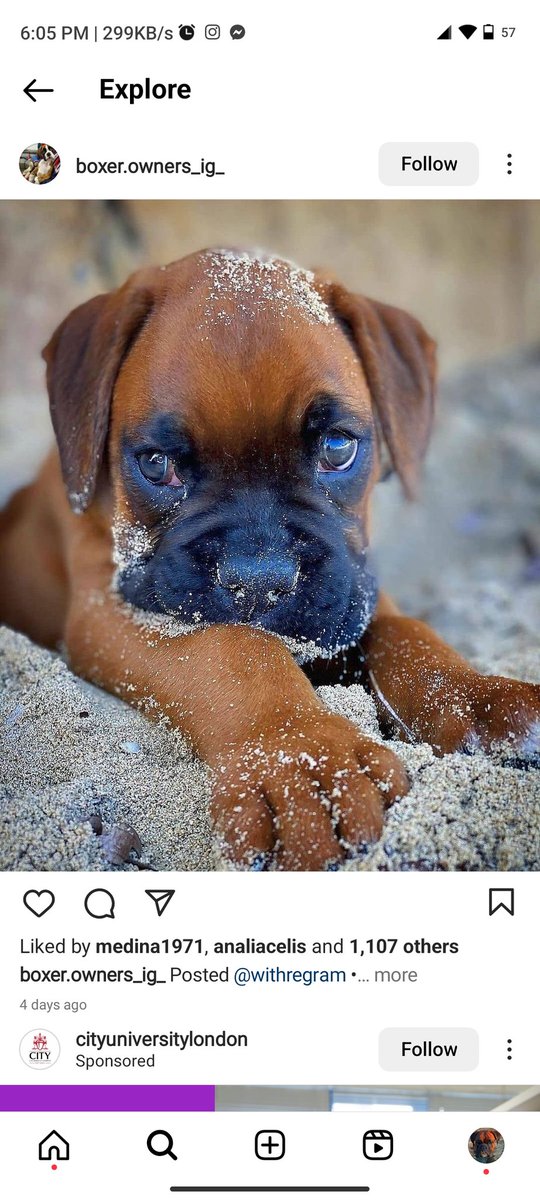 BoxerTyson59013's tweet photo. #boxer #100hrs #california #texes https://t.co/MhcTtq5AL6