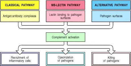edgarvlermamd's tweet photo. Nice comprehensive review of the complement pathway #PathophysiologyPearls #Nephpearls

https://t.co/R03Vnr0QSE https://t.co/LjwCndaHGF