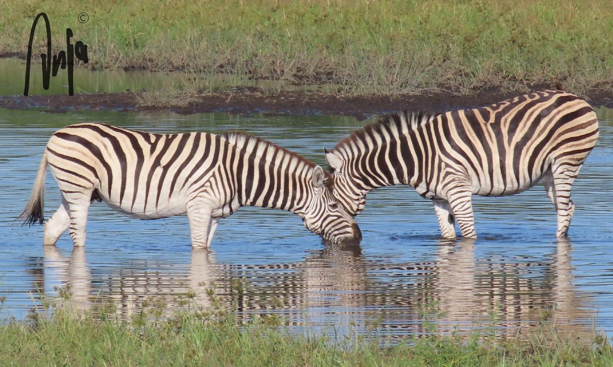 How different their stripes are. #zebras #photography #nature #wildlife #outdoors #travel #safari #Makgadikgadi #Botswana #Africa #MagicalBotswana