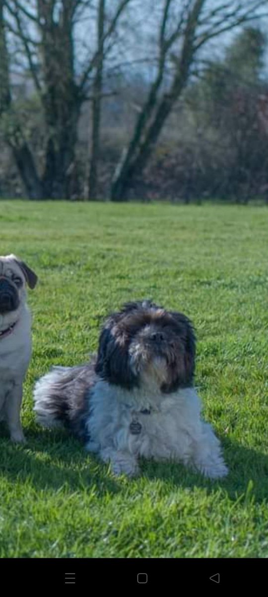 This morning I took my dog Archie to the groomers to get his haircut.

He hates the car and is moaning the whole way there. And we finally arrive at the place and on the final turn to get into the place he gets sick all over my car. He could of waited 10 more seconds. 

Shitebag