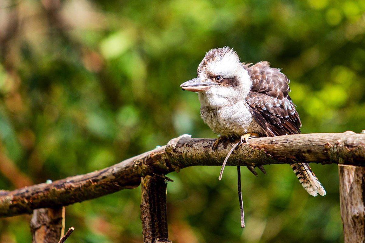 Yoshi is an expert in our flying displays and has been doing our 11am show longer than most of our keepers! He is the grumpy old man of our display team but we love him just as much as all the others