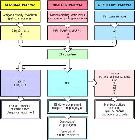 edgarvlermamd's tweet photo. Nice comprehensive review of the complement pathway #PathophysiologyPearls #Nephpearls

https://t.co/R03Vnr0QSE https://t.co/LjwCndaHGF