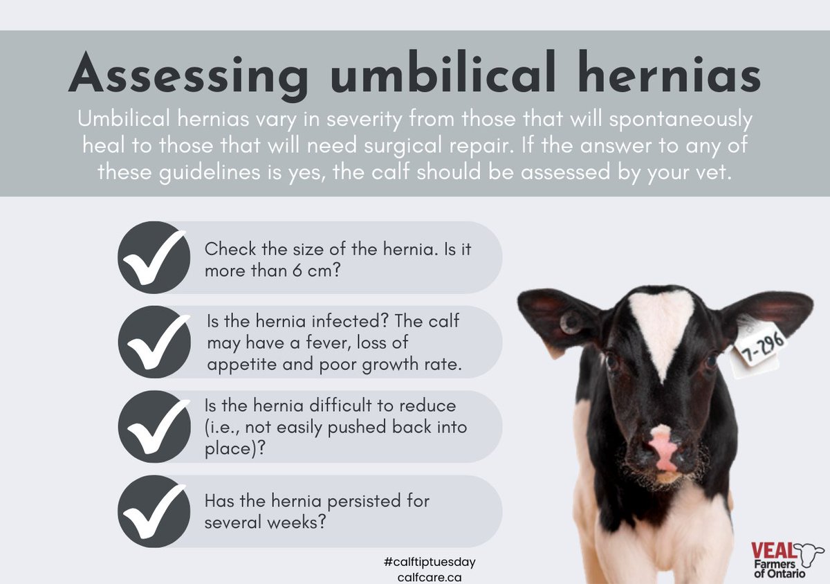 Calf Care Corner tweet media