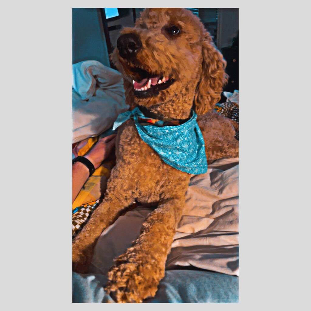 blake_moseley's tweet photo. Dog daze 🐾 https://t.co/qz2vtI9BAh https://t.co/rCdaft0pSc