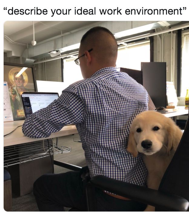 Dogs. Puppies. More dogs. More puppies. All make for a #pawsitive work environment. 🤪

#dogmeme #doghumor #vestedinterestink9s #vik9s