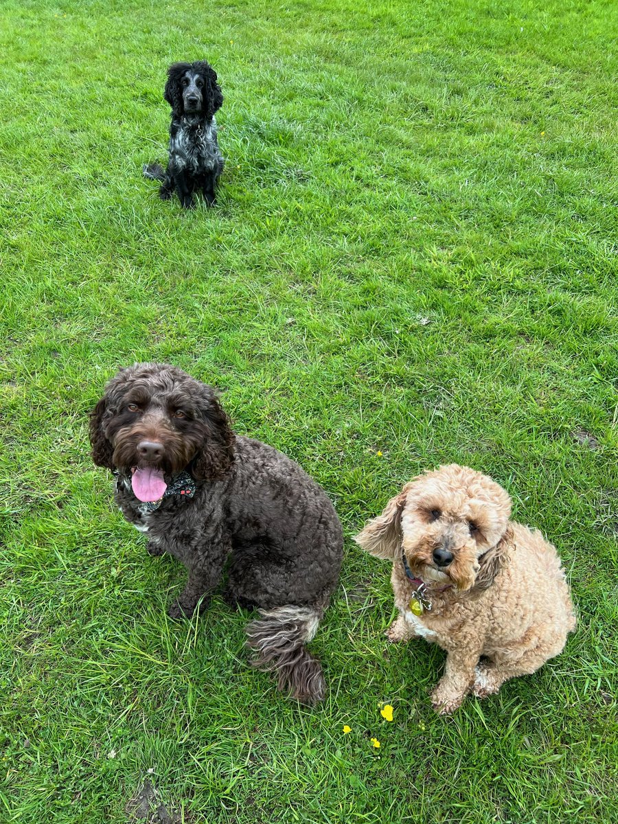 NMcWhiffles's tweet photo. Crew 😎❤️

📸 @Barnsleypets https://t.co/1w7itqRxq5