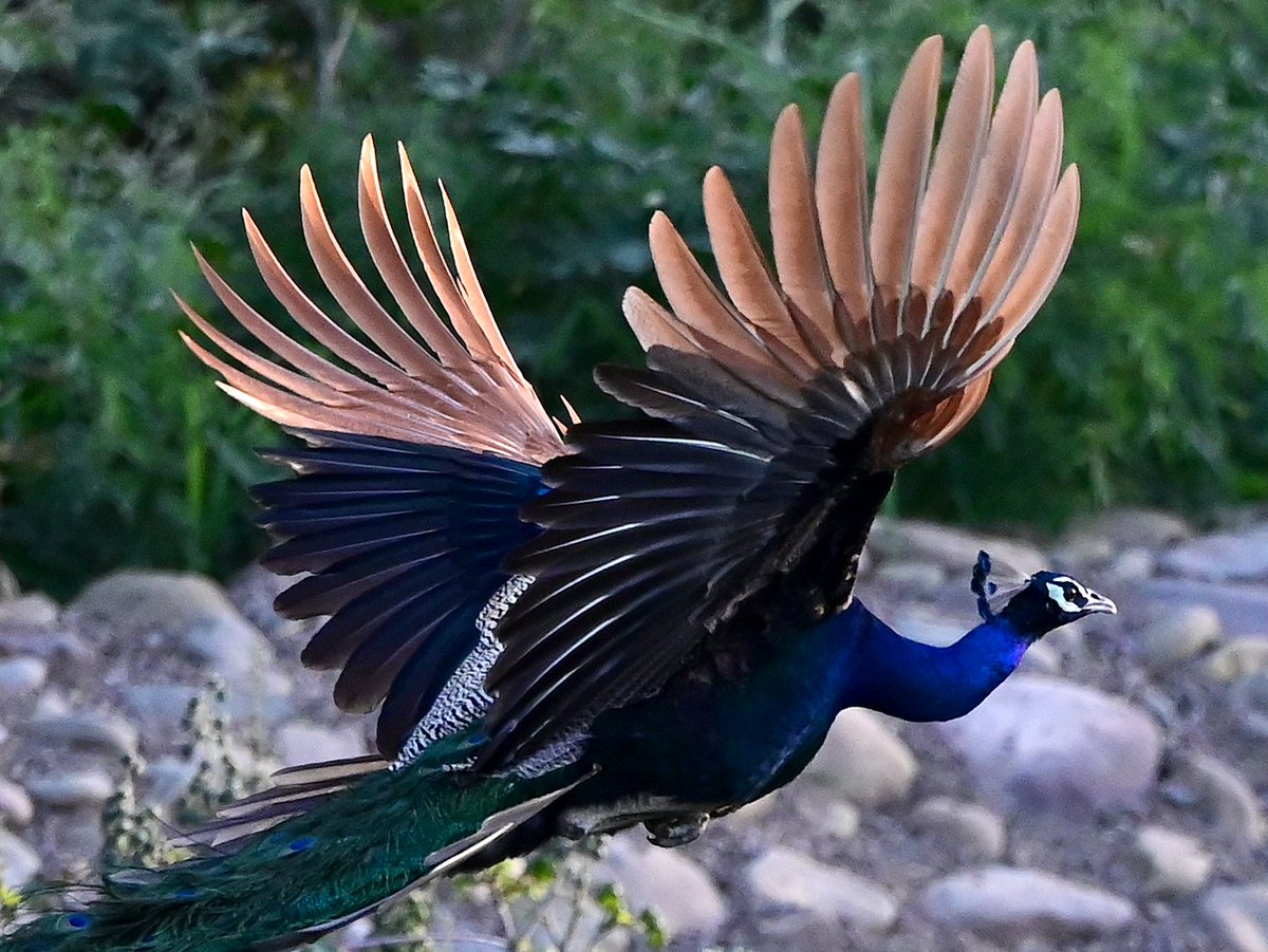 Peacock on flight
