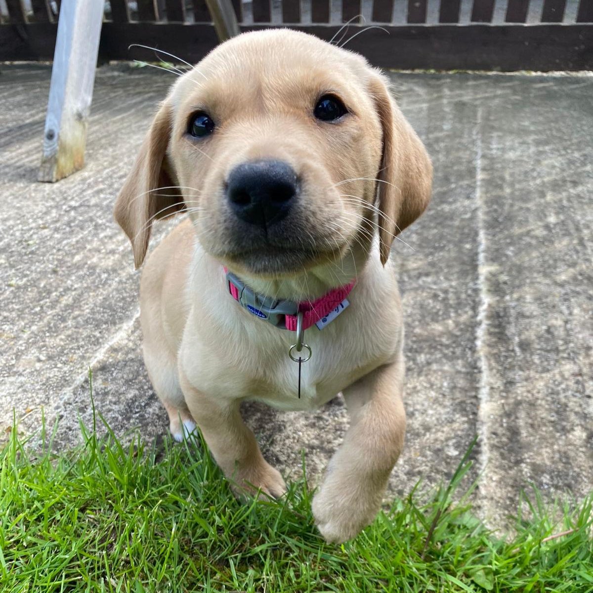 It is our absolute pleasure to introduce you to the adorable Ruby 🥰🐶

Ruby is at the start of her training and first up for our lovely Labrador is learning her basic cues like 'sit' and 'wait', and investigating lots of new sights, sounds and smells.

Have lots of fun Ruby! 😆