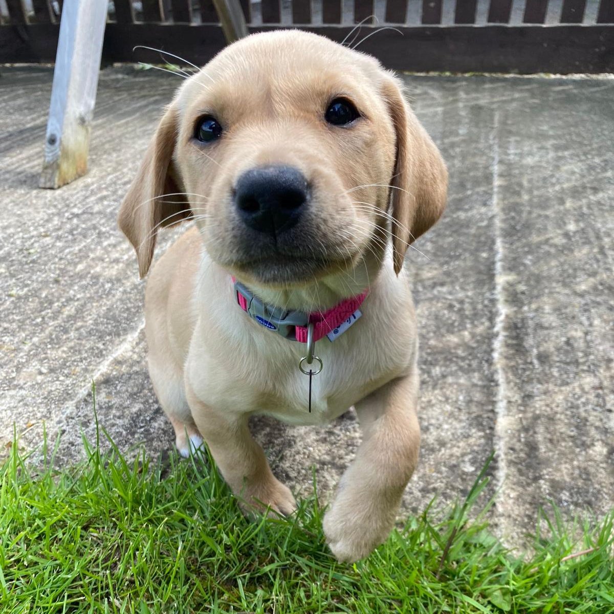 HearingDogs's tweet photo. It is our absolute pleasure to introduce you to the adorable Ruby 🥰🐶

Ruby is at the start of her training and first up for our lovely Labrador is learning her basic cues like 'sit' and 'wait', and investigating lots of new sights, sounds and smells.

Have lots of fun Ruby! 😆 https://t.co/hRq2jZrs4h