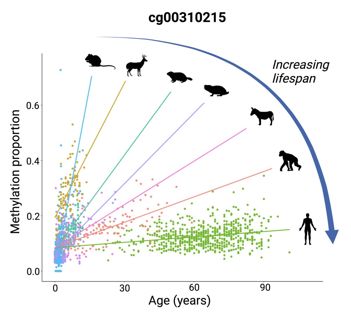 The emergence of epigenetic clocks has led to growing debate over the role of epigenetics in ageing. Our preprint DNA methylation rates scale with maximum lifespan across mammals shows that methylation rates ⬇️ in a predictable way as max lifespan ⬆️ (1/9) biorxiv.org/content/10.110…