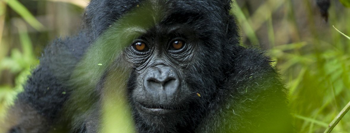 UgandaWide's tweet photo. Take an advantage when the gorilla guides offer you memorable experience!
The good news is that in 99% of cases, whatever exhaustion you might feel on the way up and downhill will vanish with the adrenaline charge that follows the first sighting of a giant gorilla.
#bookatrip https://t.co/cRANe9OGqP