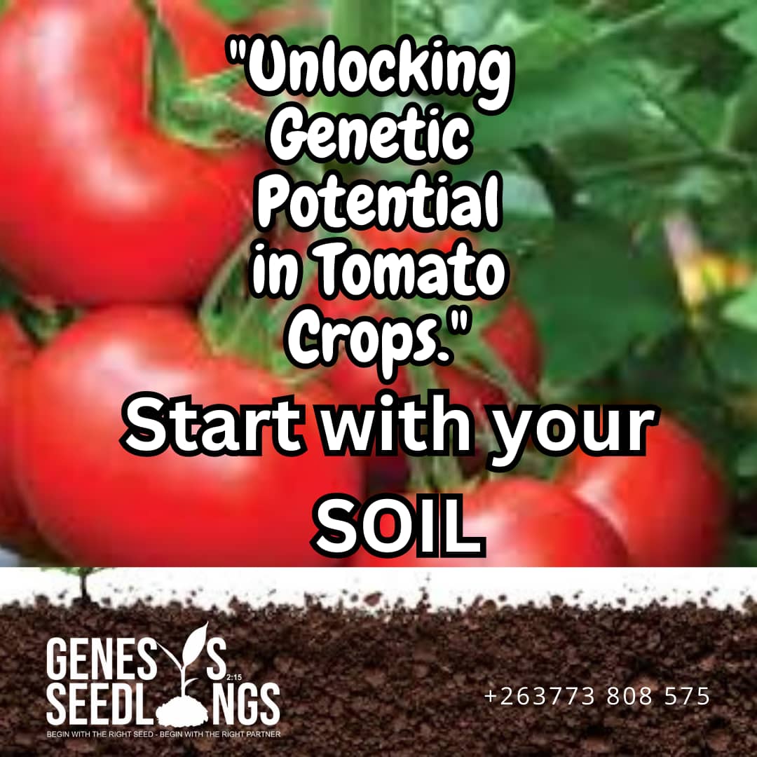 GenesisSeedling's tweet photo. Click for more https://t.co/U5BS4hvYbZ
#farming #Tomato @CelinaHatidani @MurangaSeba @agribusinesszw @Charterseeds @SyngentaZW @SeedCoVegZim @riginalty @PhiriDivah @MoLAFWRD_Zim https://t.co/QvPwmGOm2a