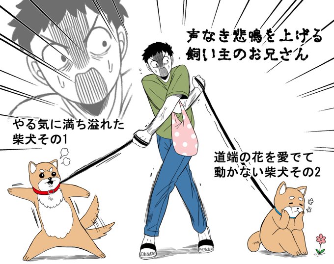 柴犬を2匹散歩させていたお兄さんがマイペースな愛犬たちによってミラクルポージングになっていたって日記