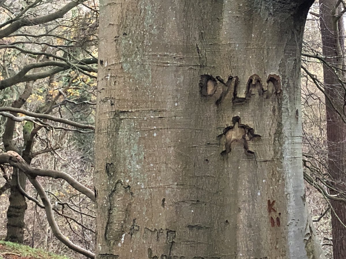 Dendrochronicle's tweet photo. For #thicktrunktuesday a favourite example of an arborglyph (tree graffiti) on an old beech tree in Roslin Glen, Midlothian.
Or ‘DYLAN, tree spirit’ as I like to think of them.
#arborglyph #beech #trees #bark #Midlothian #Scotland https://t.co/8XAUzLpbN1